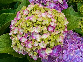 Hortensias à faire sécher